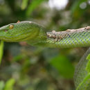 Trimeresurus fucatus Vogel, David & Pauwels 2004 resmi