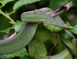 Image of Trimeresurus fucatus Vogel, David & Pauwels 2004