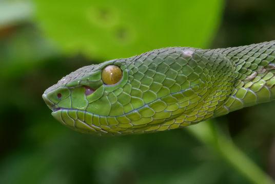 Image of Trimeresurus fucatus Vogel, David & Pauwels 2004