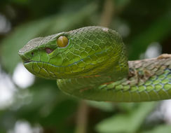 Image of Trimeresurus fucatus Vogel, David & Pauwels 2004