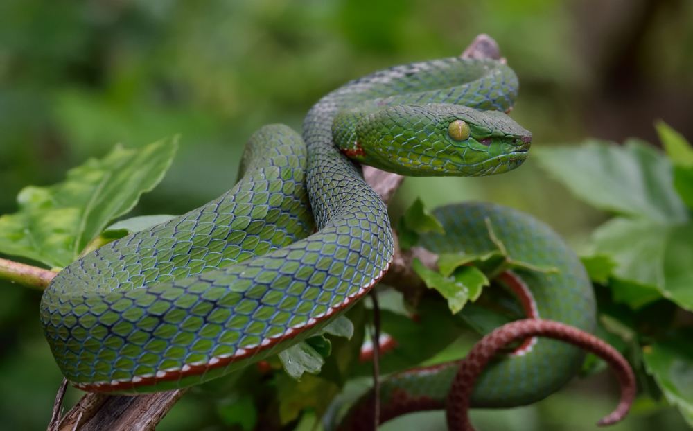 Image of Trimeresurus fucatus Vogel, David & Pauwels 2004