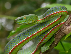 Image of Trimeresurus fucatus Vogel, David & Pauwels 2004