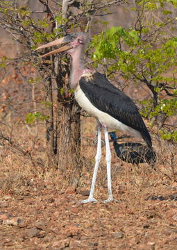 Image of Marabou Stork