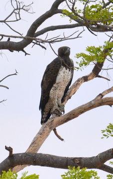 Image of Martial Eagle