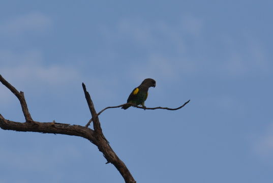 Image of Brown Parrot