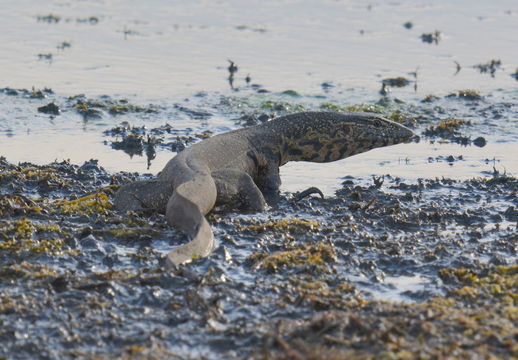 Image of Ornate monitor