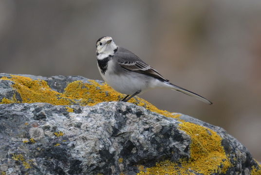 Image of <i>Motacilla alba yarrelli</i>