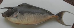 Image of Humpback Unicornfish
