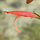 Justicia purpusii (Brandeg.) D. N. Gibson resmi