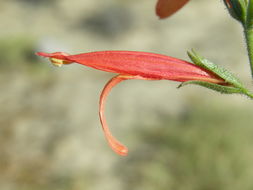 Justicia purpusii (Brandeg.) D. N. Gibson resmi