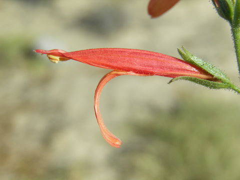 Image de Justicia purpusii (Brandeg.) D. N. Gibson