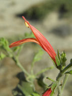 Image of Justicia purpusii (Brandeg.) D. N. Gibson