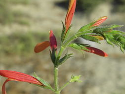 Justicia purpusii (Brandeg.) D. N. Gibson resmi