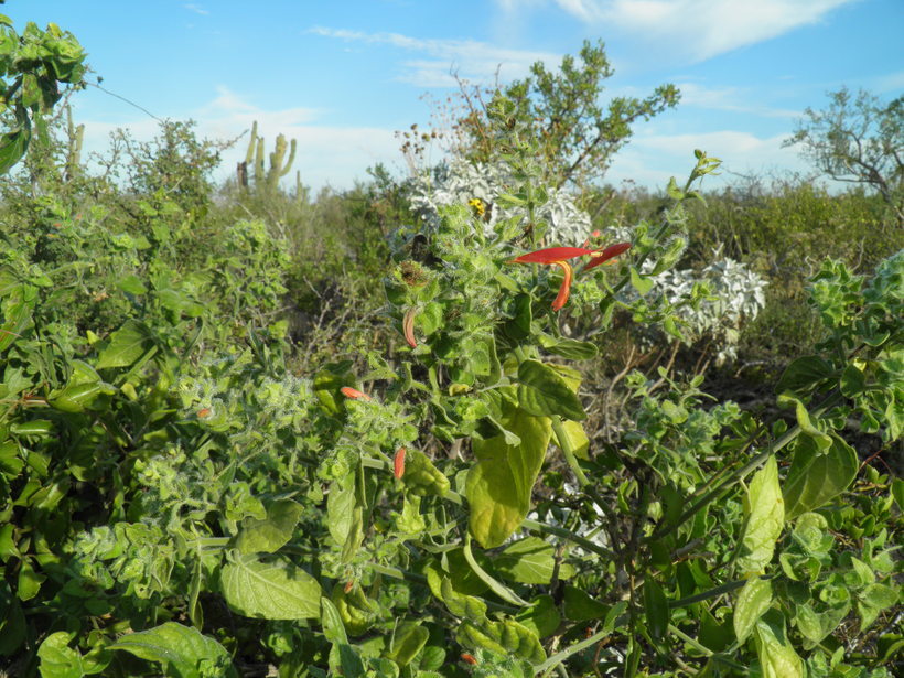 Justicia purpusii (Brandeg.) D. N. Gibson resmi