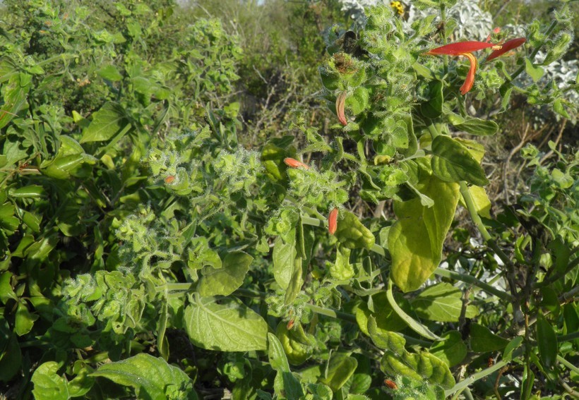 Image of Justicia purpusii (Brandeg.) D. N. Gibson