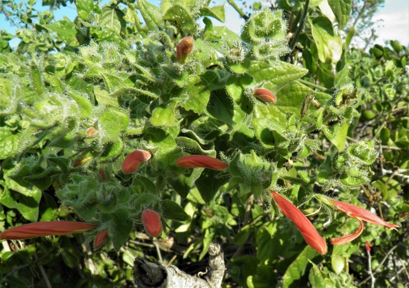 Image of Justicia purpusii (Brandeg.) D. N. Gibson