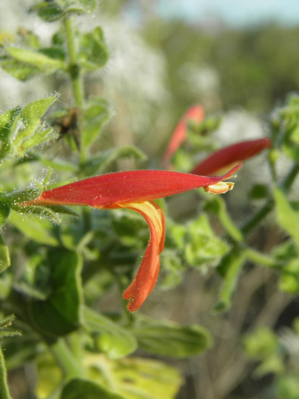 Image of Justicia purpusii (Brandeg.) D. N. Gibson