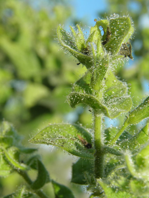 Image of Justicia purpusii (Brandeg.) D. N. Gibson