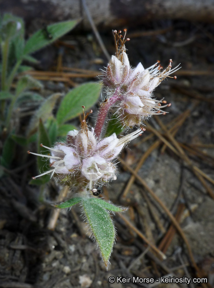 Phacelia mutabilis Greene的圖片