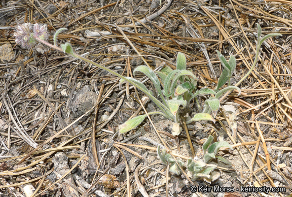 Phacelia mutabilis Greene的圖片