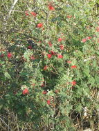 Image of Calliandra peninsularis Rose