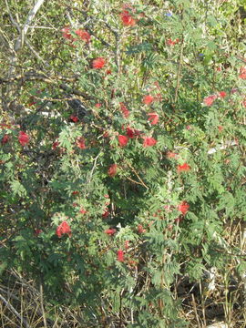 Plancia ëd Calliandra peninsularis Rose