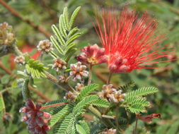 Image of Calliandra peninsularis Rose