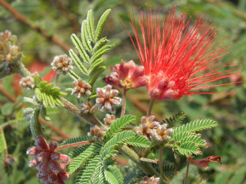 Imagem de Calliandra peninsularis Rose