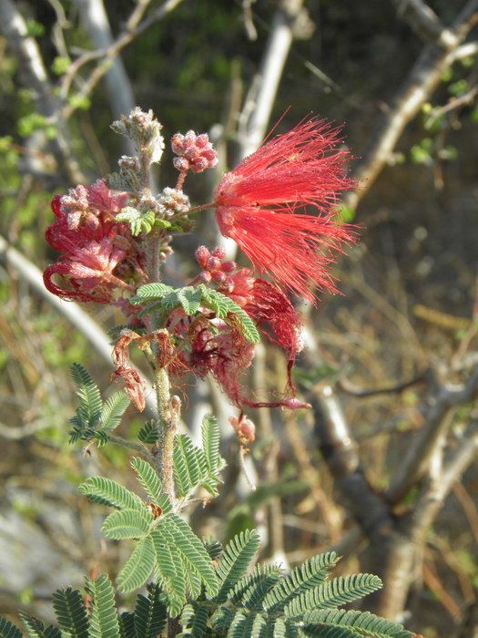 Imagem de Calliandra peninsularis Rose