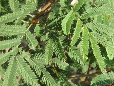 Image of Calliandra peninsularis Rose