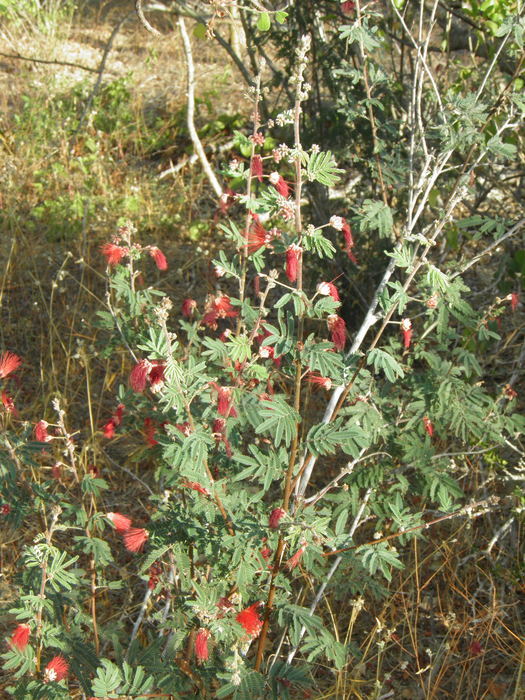 Image of Calliandra peninsularis Rose