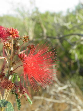 Plancia ëd Calliandra peninsularis Rose