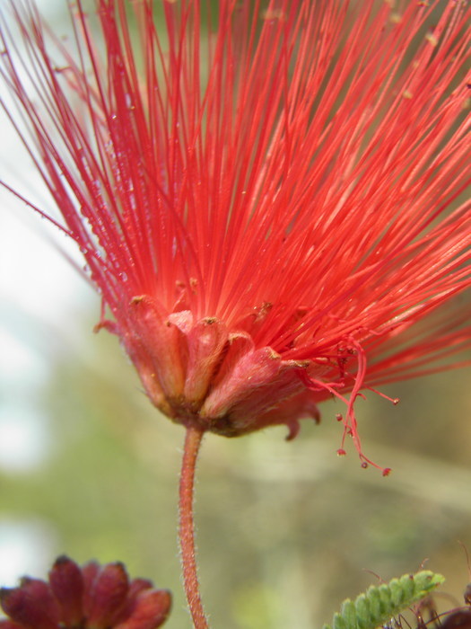 Image of Calliandra peninsularis Rose