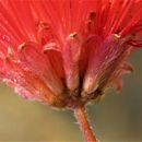 Imagem de Calliandra peninsularis Rose