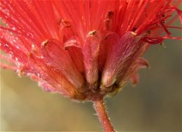 Image of Calliandra peninsularis Rose