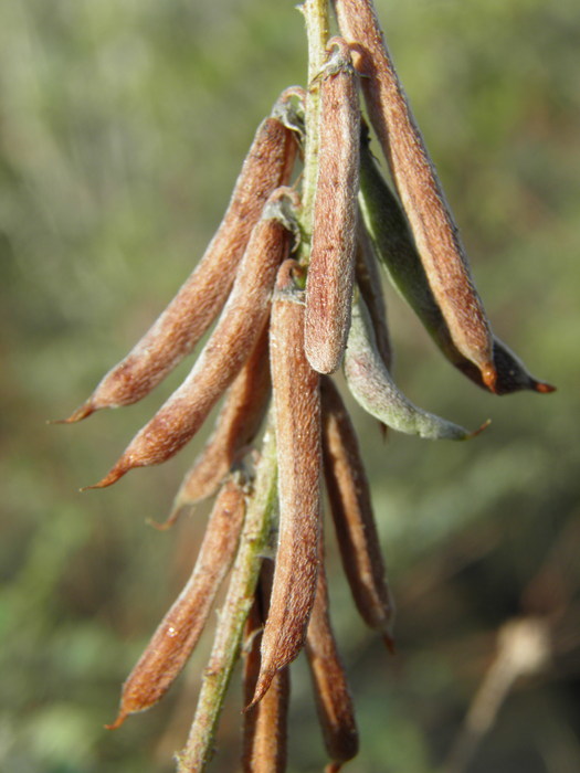 Indigofera fruticosa Rose的圖片