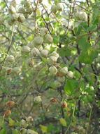 Image of coral vine