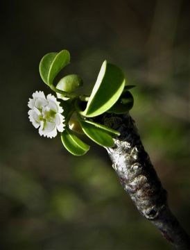 Image of Euphorbia californica Benth.