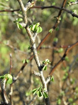 Image of Euphorbia californica Benth.