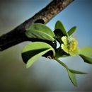 Image of Euphorbia californica Benth.