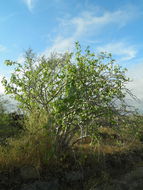 Imagem de Jatropha cinerea (Ortega) Müll. Arg.