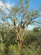 Image of elephant tree