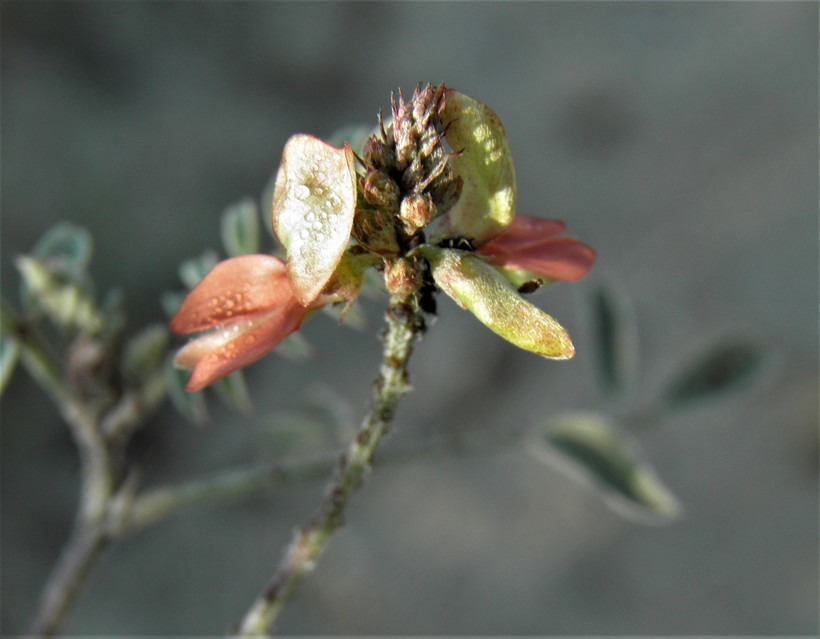 Indigofera fruticosa Rose的圖片