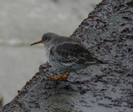 Image of Purple Sandpiper