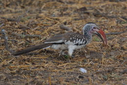 Image of Southern Red-billed Hornbill