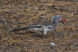 Image of Southern Red-billed Hornbill