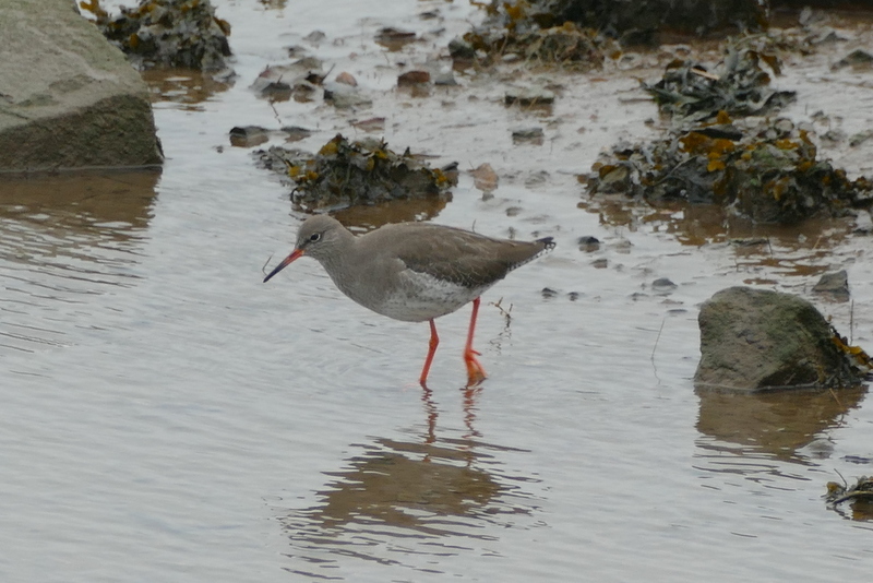 Image of Common Redshank