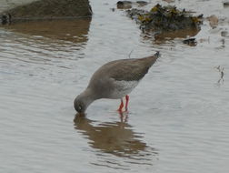 Image of Common Redshank