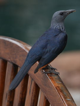 Image of Red-winged Starling