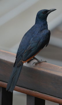 Image of Red-winged Starling